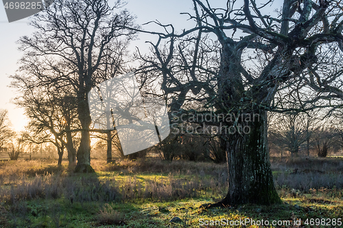 Image of Mighty old oak tree by sunset