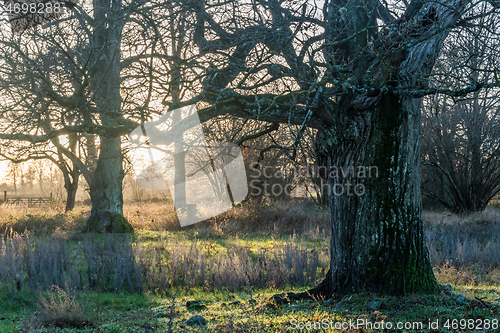 Image of Sunset in a nature reserve with big oak trees