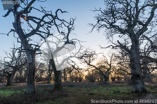 Image of Beautiful old oak trees