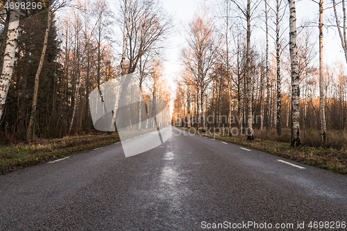 Image of Birch tree alley by a country road