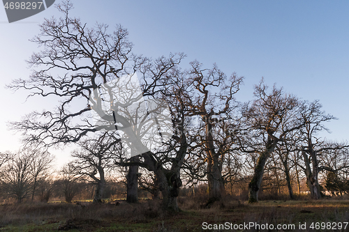 Image of Old majestic oak trees in fall season