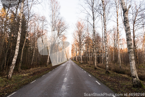 Image of Birch tree alley by a country asphalt road