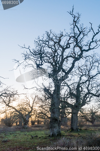 Image of Big old oak trees in fall season