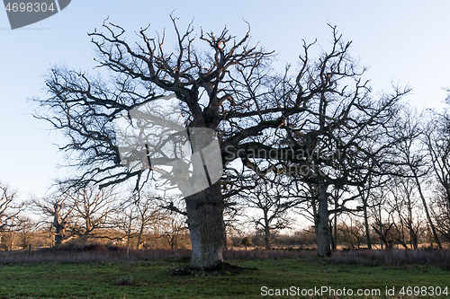 Image of Wide old oak tree