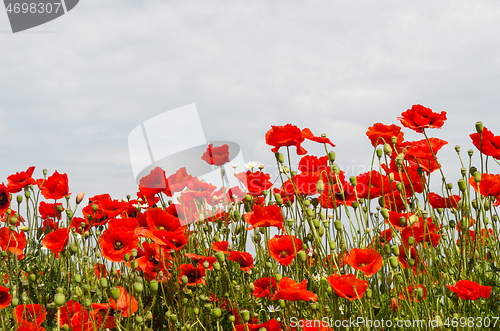 Image of Many blossom red poppies