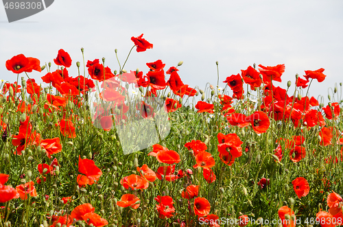 Image of Group with blossom poppies