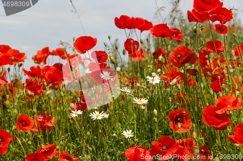 Image of Red and white summer flowers close up