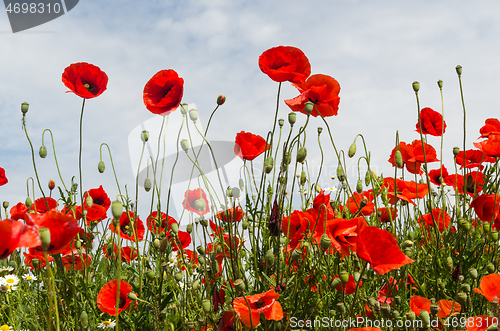 Image of Blossom poppies in a low perspective