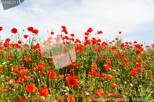 Image of Summer field with poppy flowers