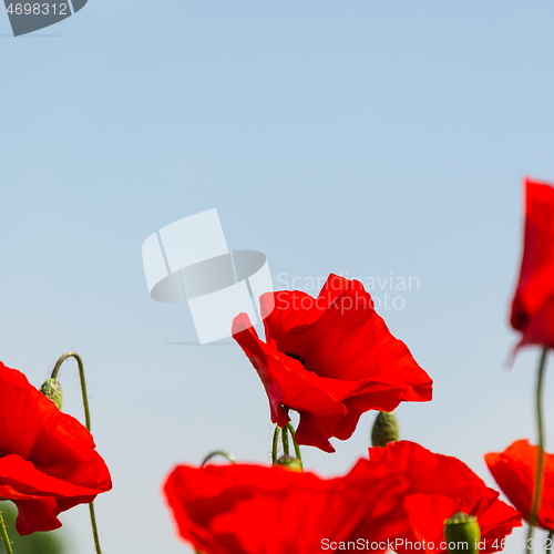 Image of Beautiful poppy close up