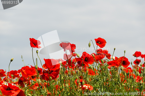 Image of Lot of blossom beautiful poppies