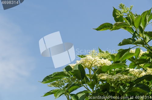 Image of Beautiful blossom elderberries