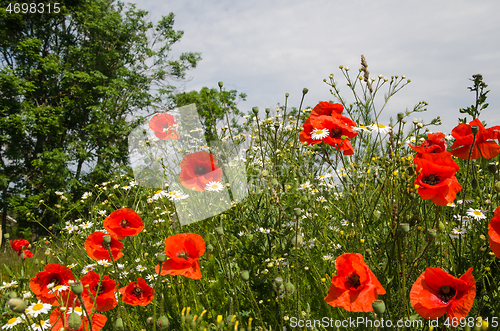 Image of Blossom poppies in green grass