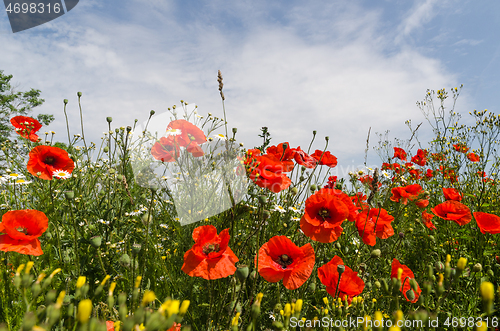 Image of Blossom poppies close up