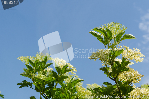 Image of Elderberry flowers close up