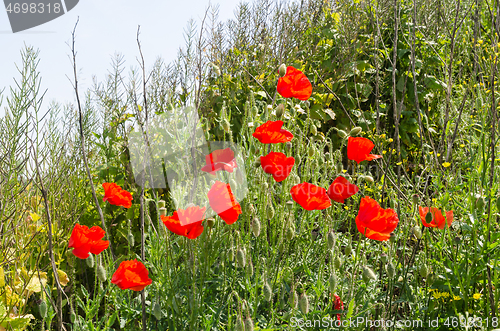 Image of Red blossom poppies in the green grass