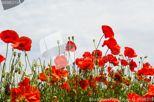 Image of Lot of blossom poppies