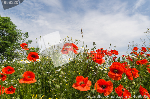 Image of Poppies wildflowers close up