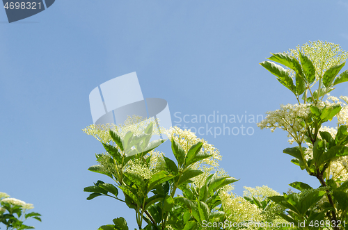 Image of Blossom elderberry branches