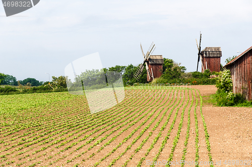 Image of Bean seedlings in rows