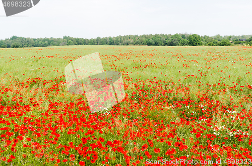 Image of Blossom red poppies in a farmers corn field