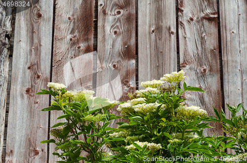 Image of Blossom elderflowers