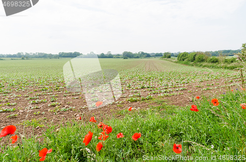 Image of Red poppies by a farmers field