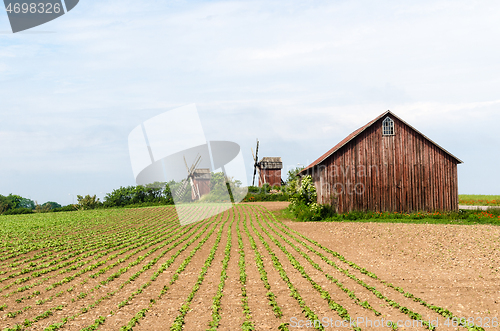 Image of Farmers field by traditional windmills