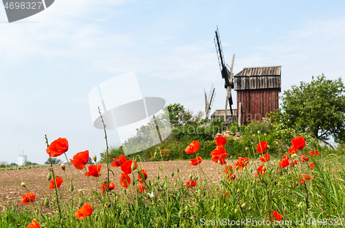 Image of Red poppies close up by an old windmill
