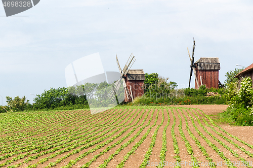 Image of Traditional windmills by a farmers field