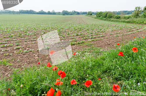 Image of Red poppy flowers by a corn field