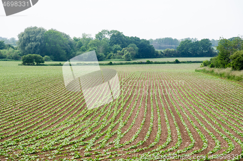 Image of Seedling of beans in a farmers field