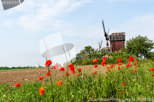 Image of Red poppies by an old Windmill