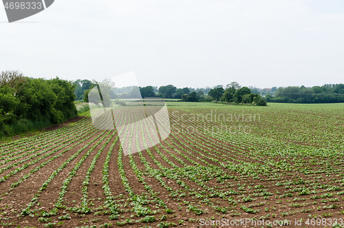 Image of Seedlings in a farmers field