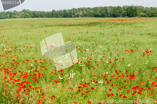 Image of Blossom poppies in a farmers field