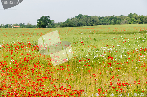 Image of Farmers cornfield with blossom poppies