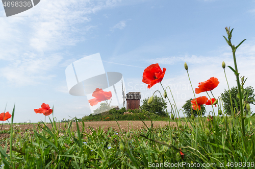 Image of Low angle image with poppies and a wimdmill