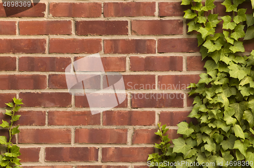 Image of Distressed red brick wall with ivy growing on it
