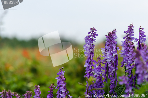 Image of Lilac viches close up