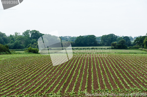 Image of Rows with brown beans seedlings