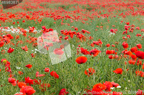 Image of Cornfield with poppies all over