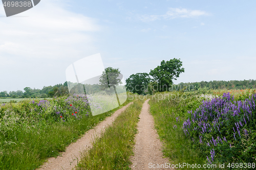 Image of Beautiful country road in summertime