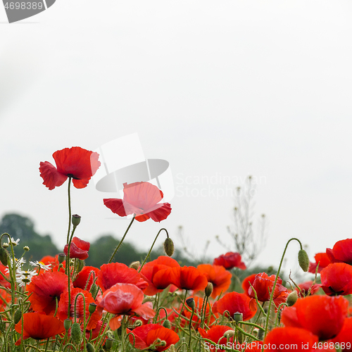 Image of Red poppies close up 