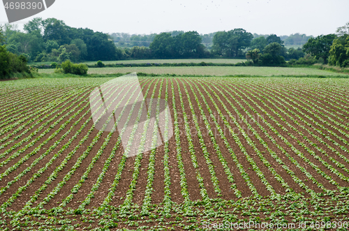 Image of Lines i a beautiful farmers field