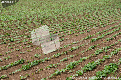 Image of Brown beans seedlings close up