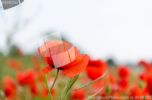 Image of One focused poppy flower