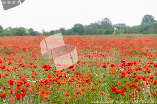 Image of Red poppies all over in a corn field