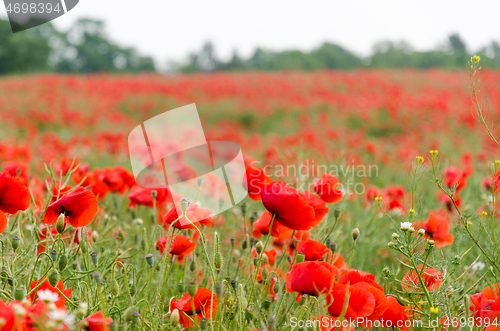 Image of View in a cornfield with a lot of poppies