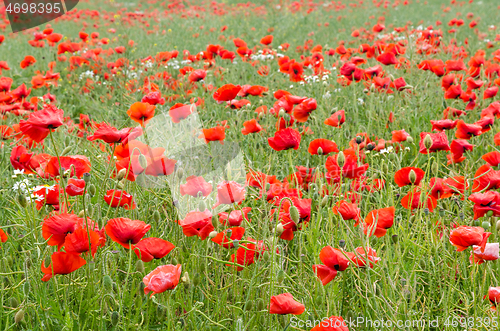 Image of Red poppies in a cornfield