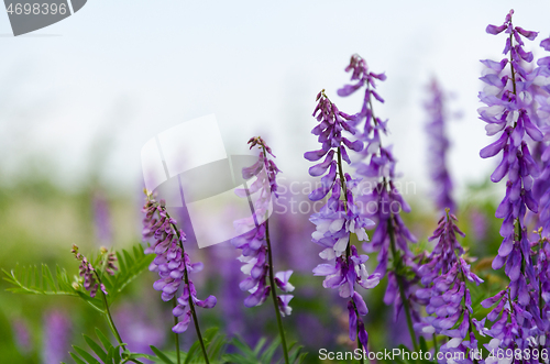 Image of Lilac summer flowers close up